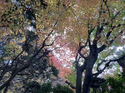 南部氏庭園の紅葉の写真です